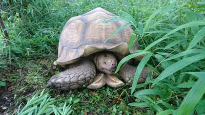 くまちゃん