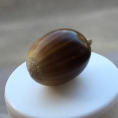 ピリリ！山椒ちゃん！のトーク