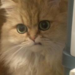 しん
