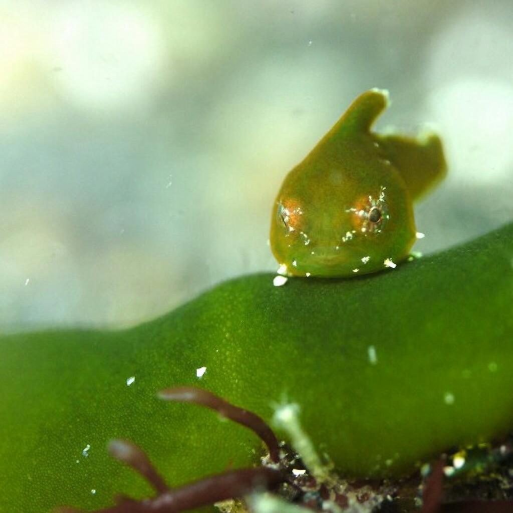 ちゅんだもののトーク