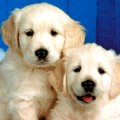 シラタマちゃんトーク