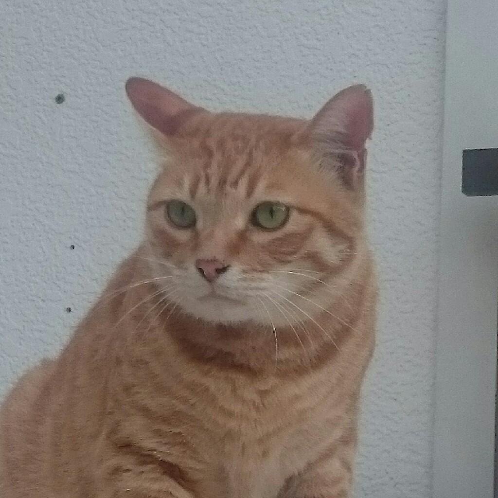 よしくん