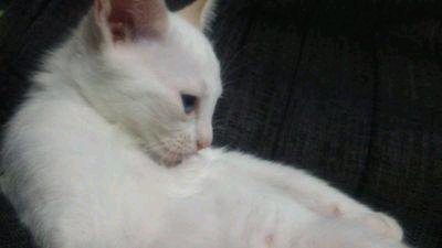 みつ