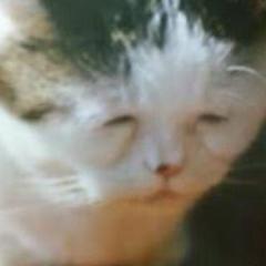 恐怖の肉玉うどん