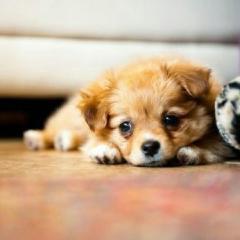 のぞかないで！ 🎡玲奈たんと真子のトーク🎡