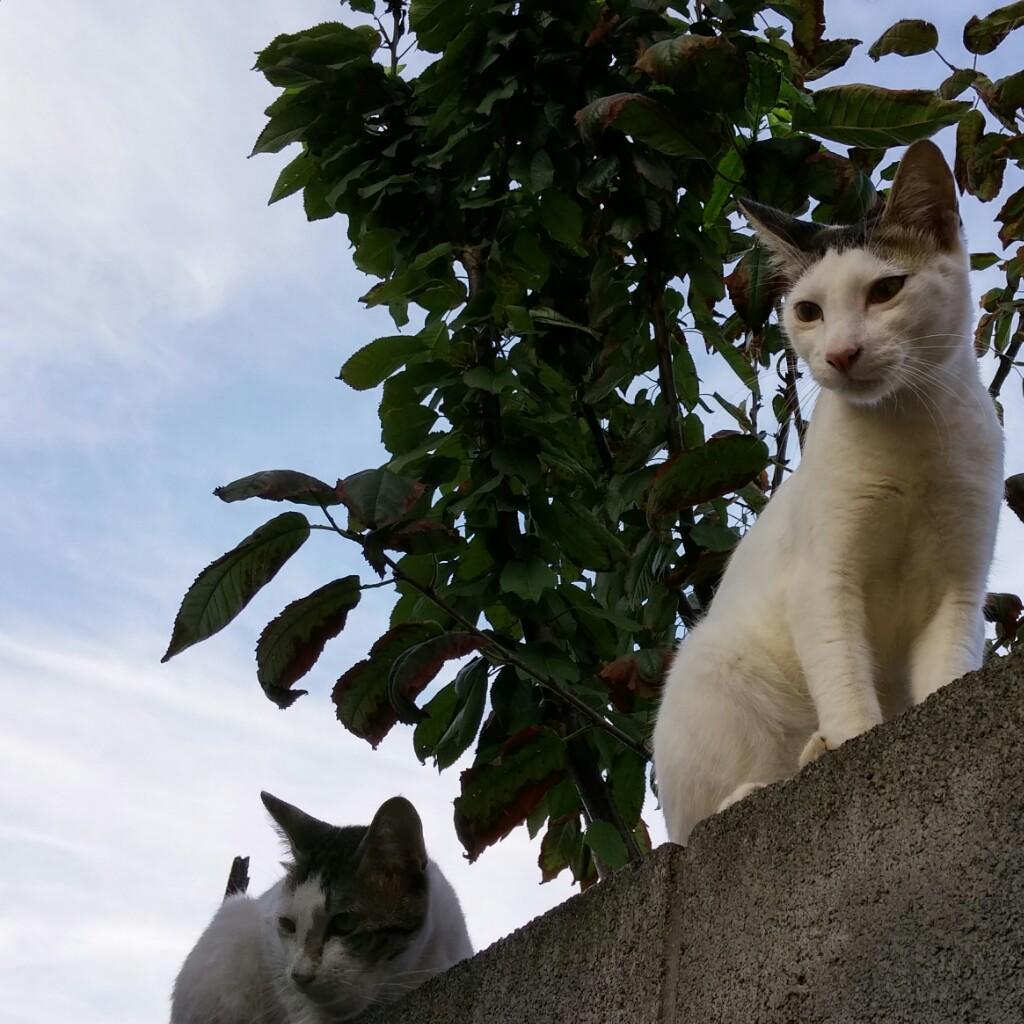 ひと