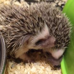 ハリネズミを愛でる。