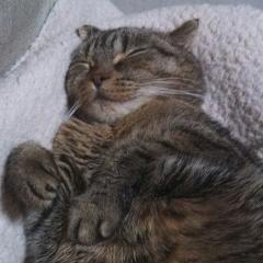 左兵衛佐のトーク