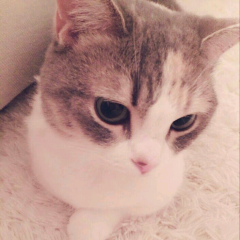 たかみな推しにゃ～♪→ゆいりー推しにゃー