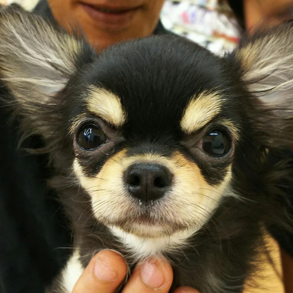 ちわわん（newFACE❤）