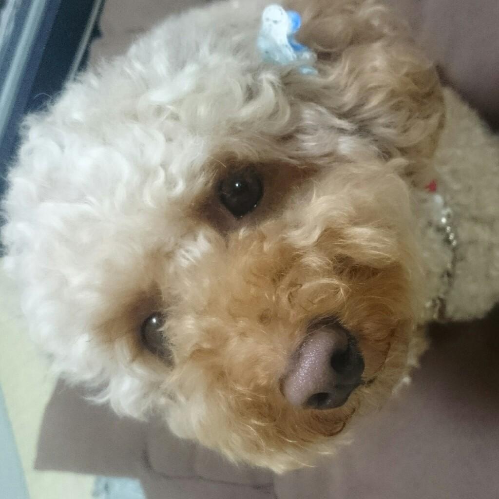 ルン(^^♪のトーク