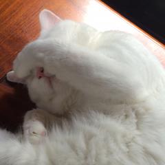 お話部屋( ･ㅂ･)و ̑̑