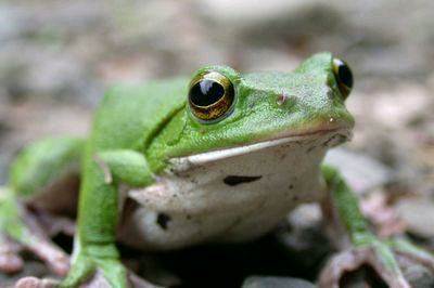 みかん丼19杯のささどんのトーク