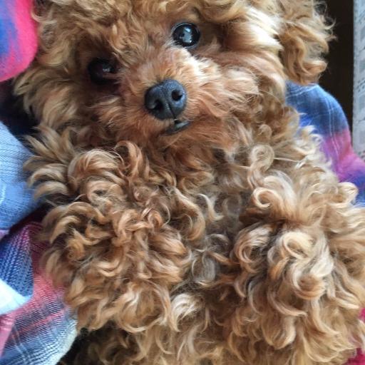 憂架さん専用（？）