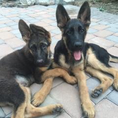 ホントンちゃん