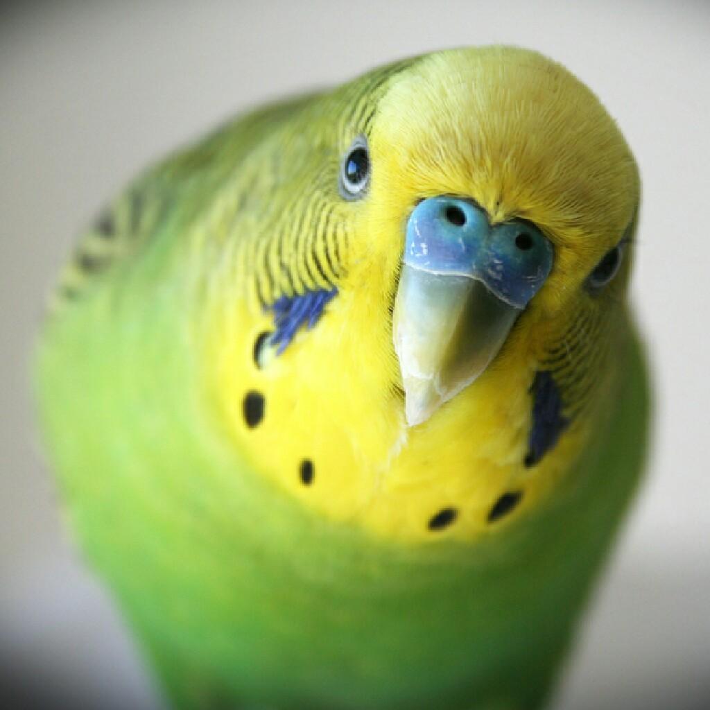 maayan