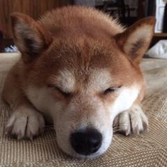 SHIN