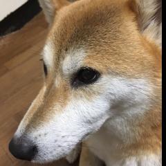 アルファスのトーク