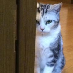 ソル猫プロジェクト