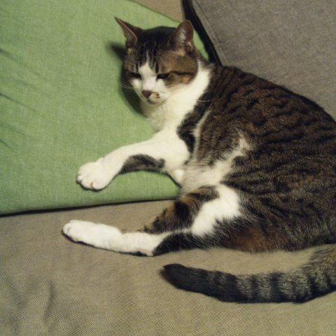 自宅で楽々ダイエットのトーク