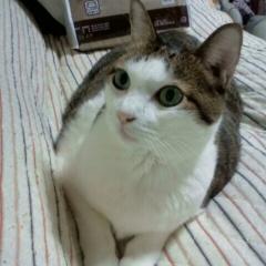 aki