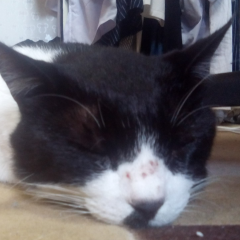 ふうかのトーク