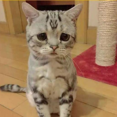 ふうか