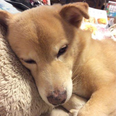 ビンちゃん