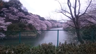 ゆいゆい
