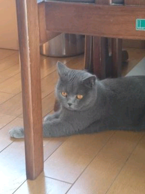 しまどん⊿