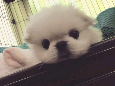 軍曹A(さいおんじ)のトーク