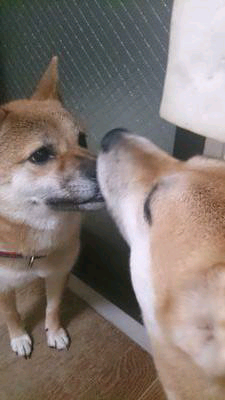 しーくん