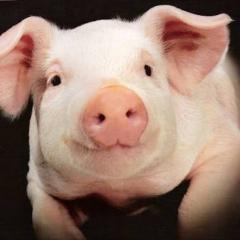 ブタ🐷