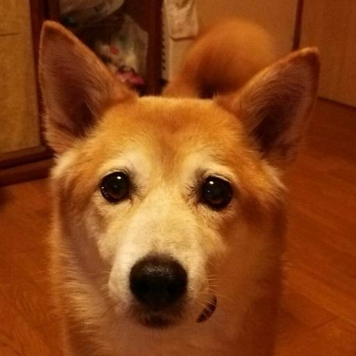 高知かつお(チョロかつお)