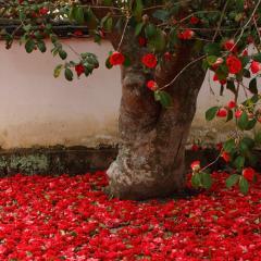 椿と綾乃の部屋