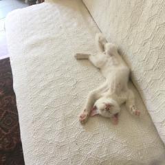 猫好きおいで(☆ФωФ)ﾉﾆｬｰﾝ♪