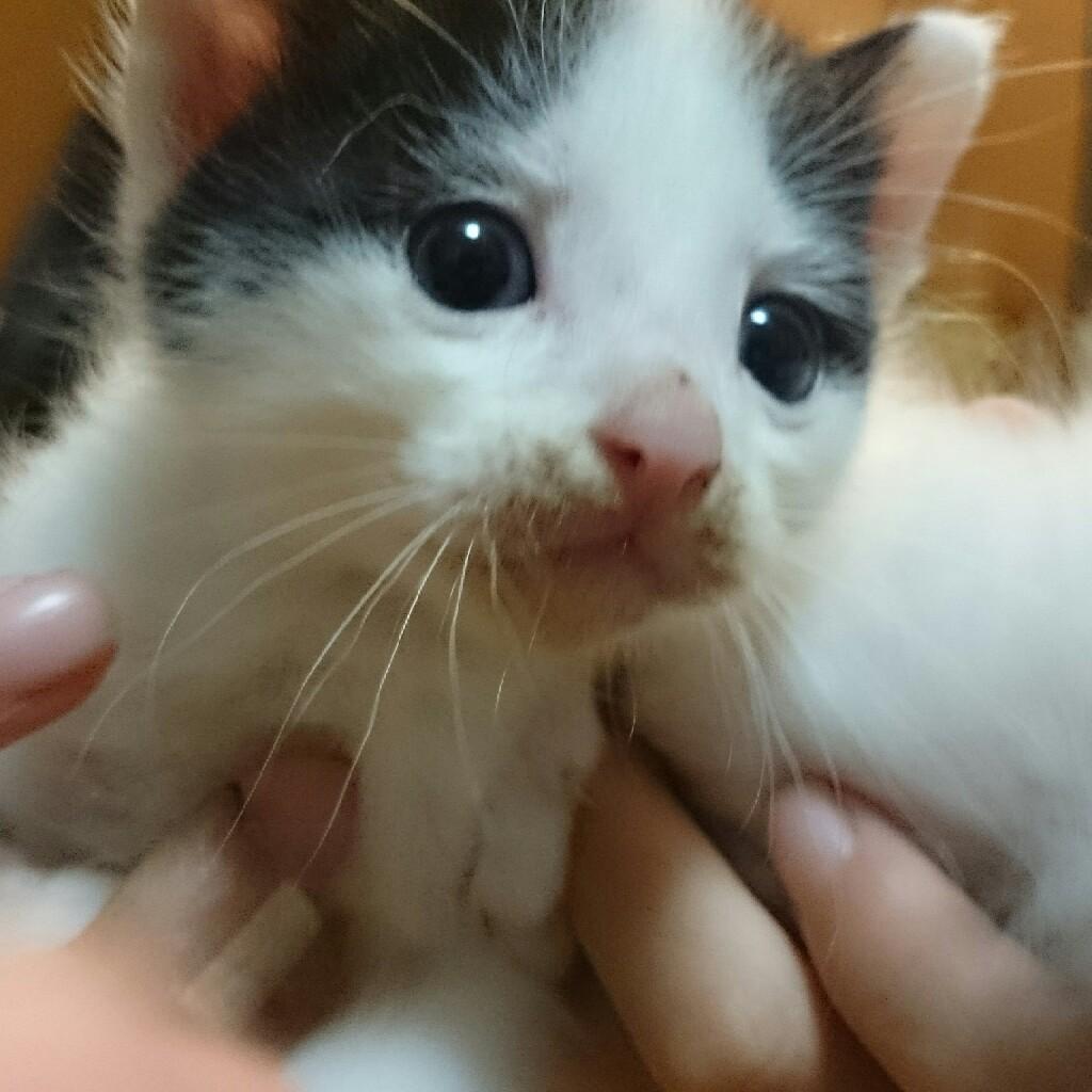 ことり