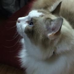 halu