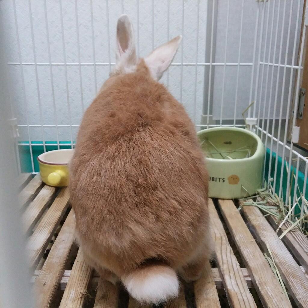 ほの