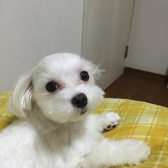 ハクション中西の部屋