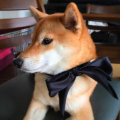 らぶのトーク