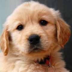 (｡･/ω\･｡)けんけん