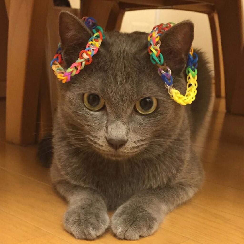 ふぁるこん