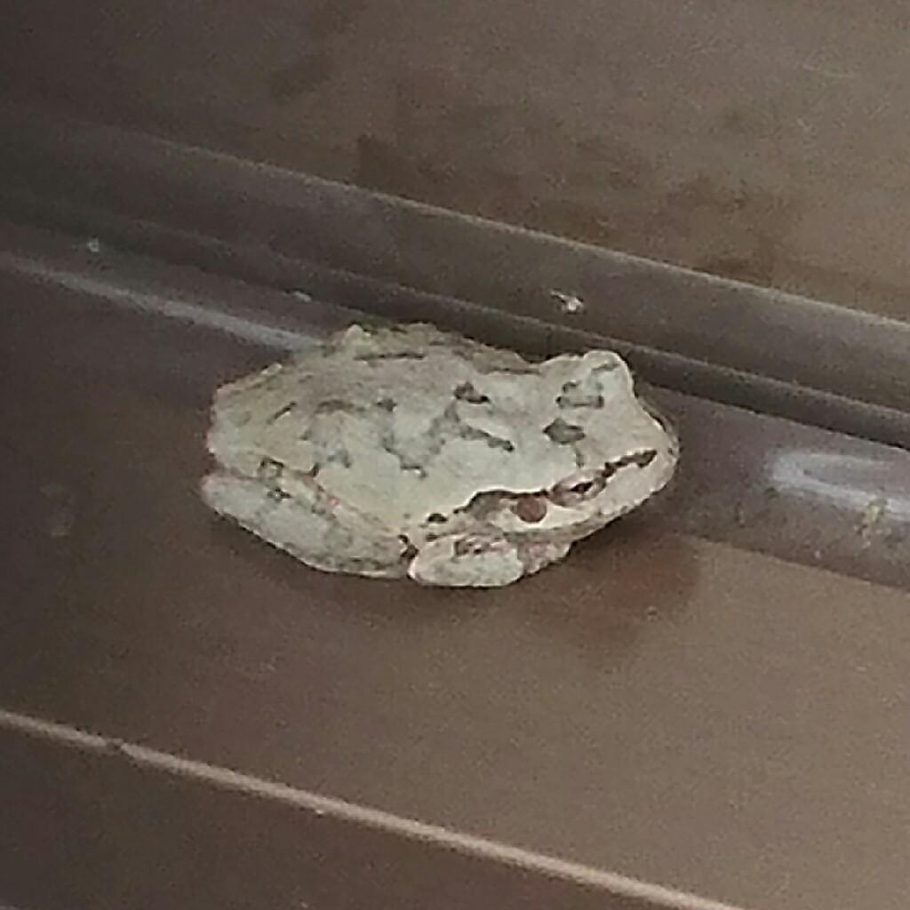 いくまのトーク