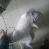 ニッヒ