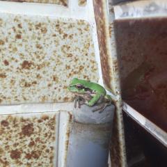 さしみのトーク