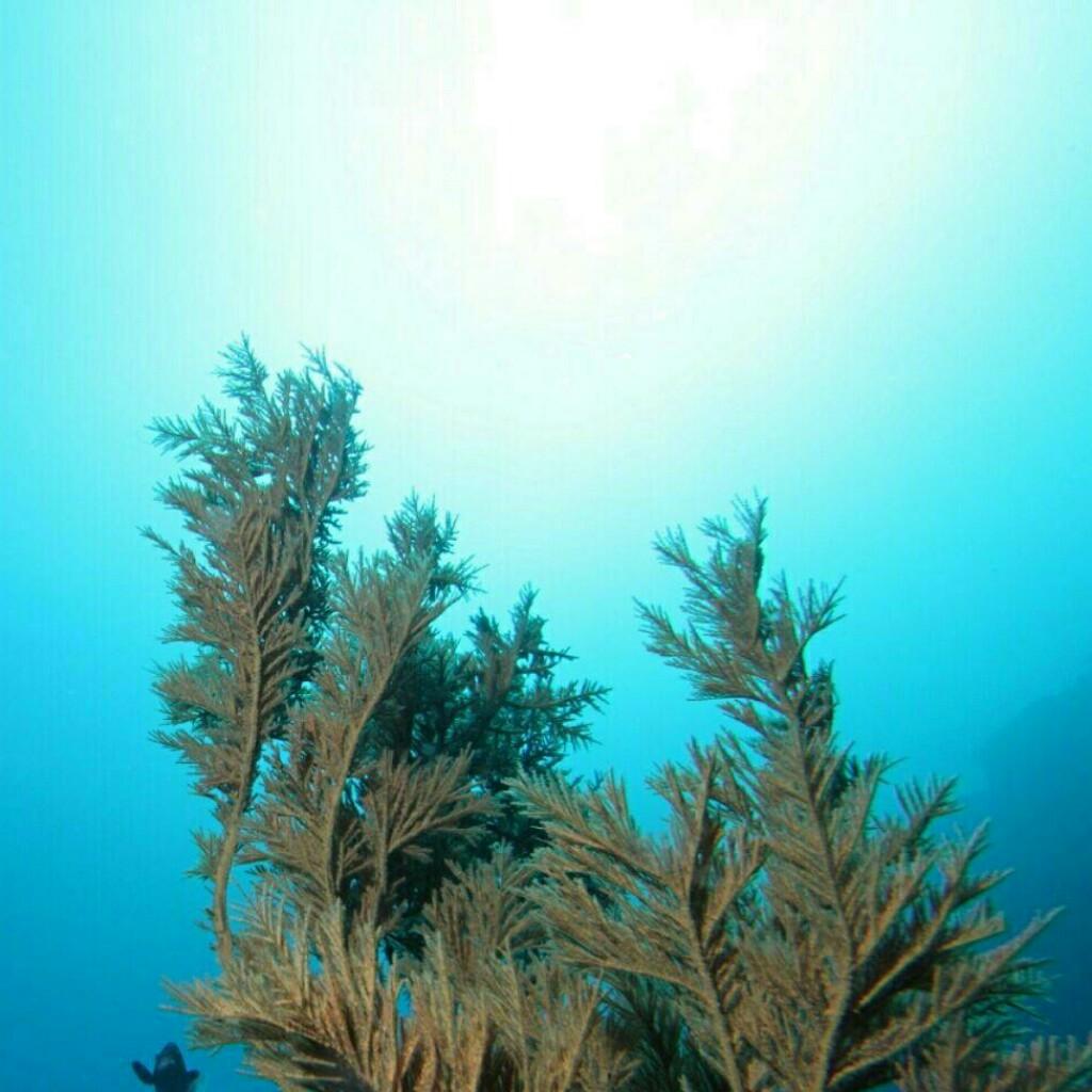 千葉・勝浦行川の海　 水中写真