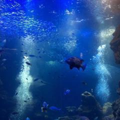 ジャニーズ大集合@五人以上招待