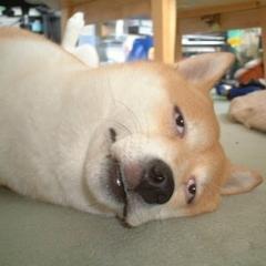 りっぴっぴのお部屋っぴ