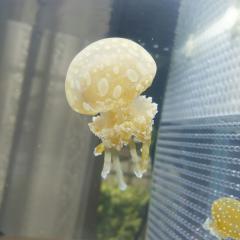 くらげん